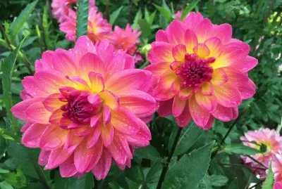 dahlias jigsaw puzzle