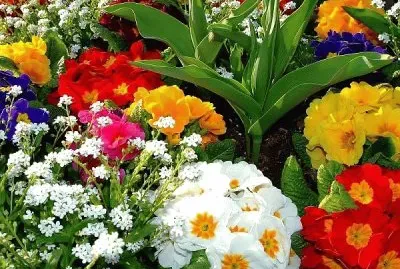 Bunt