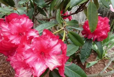flores
