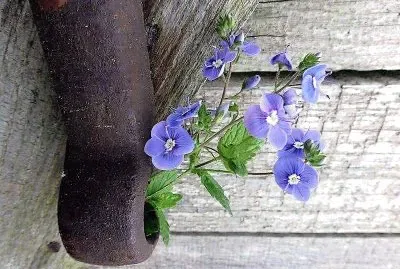 flores jigsaw puzzle