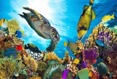 Sea World