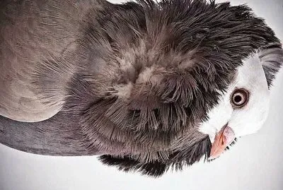 natural jigsaw puzzle