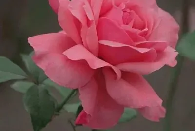 imagem jigsaw puzzle