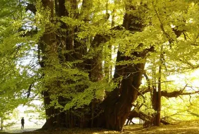 imagem jigsaw puzzle