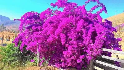 פאזל של flores