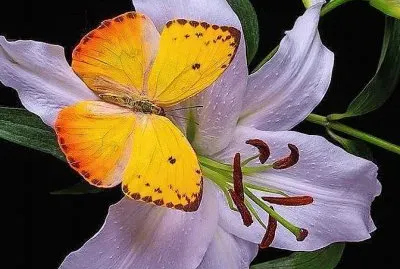 natural jigsaw puzzle