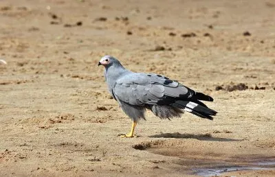 Sparviero serpentario africano