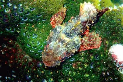 Imagem jigsaw puzzle