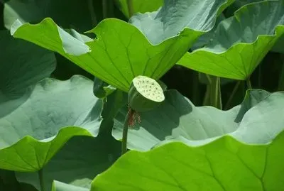 Imagem jigsaw puzzle