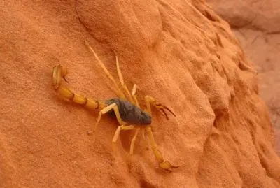 Imagem jigsaw puzzle