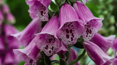 Imagem jigsaw puzzle