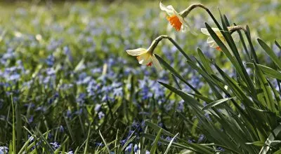 Imagem jigsaw puzzle