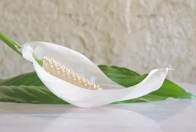 Imagem jigsaw puzzle