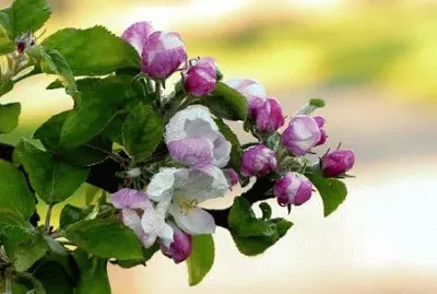 Imagem jigsaw puzzle