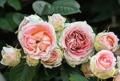flores