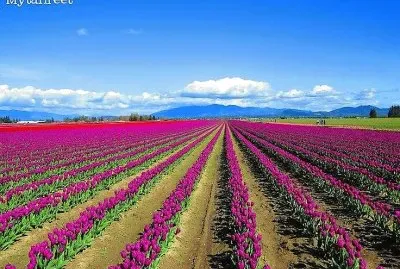 פאזל של flores