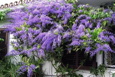 flores