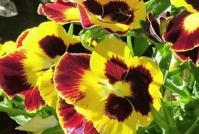 flores jigsaw puzzle