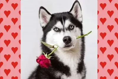 å¯æ„›å‹•ç‰©