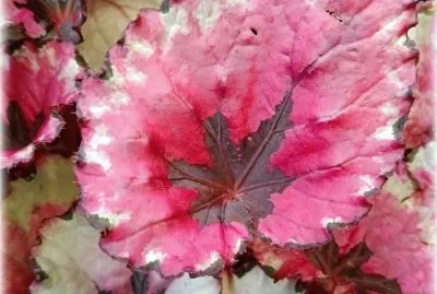 èŠ±å‰