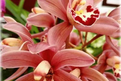 èŠ±å‰