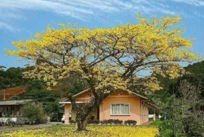 Imagem jigsaw puzzle