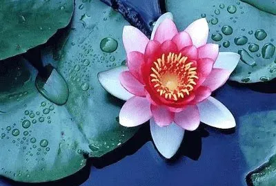 Imagem jigsaw puzzle