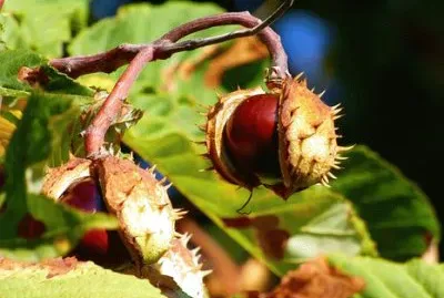 Imagem jigsaw puzzle