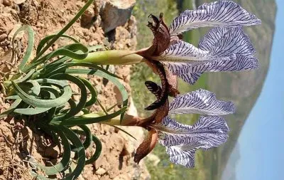 flores jigsaw puzzle