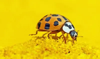 Imagem jigsaw puzzle
