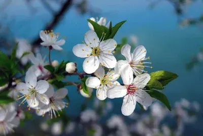 Imagem jigsaw puzzle