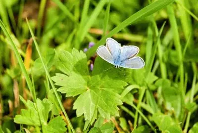 Imagem jigsaw puzzle