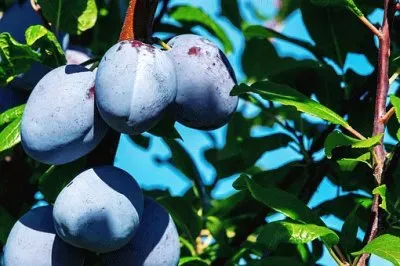 Imagem jigsaw puzzle
