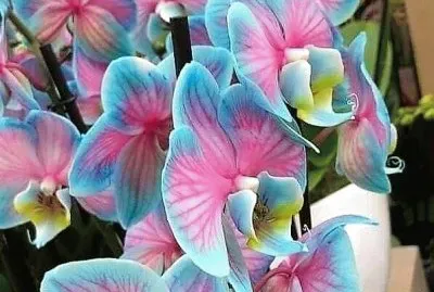 flores jigsaw puzzle