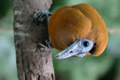 natural jigsaw puzzle