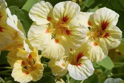 flores jigsaw puzzle