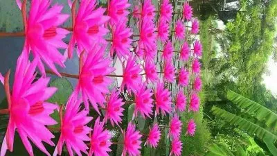 flores jigsaw puzzle