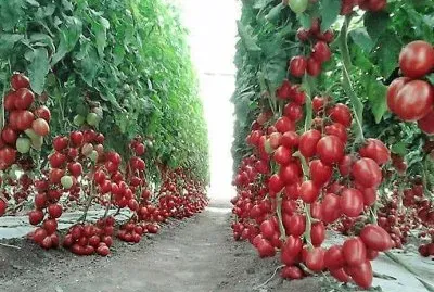 frutos jigsaw puzzle