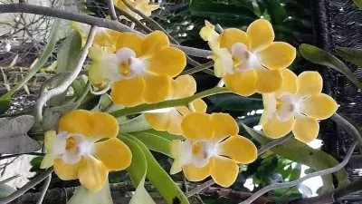 flores jigsaw puzzle