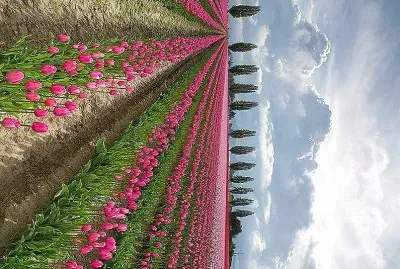 flores jigsaw puzzle