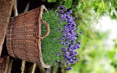 flores jigsaw puzzle