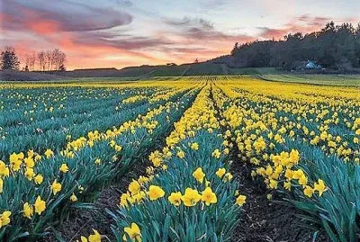 flores