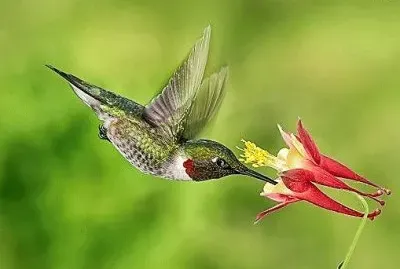natural