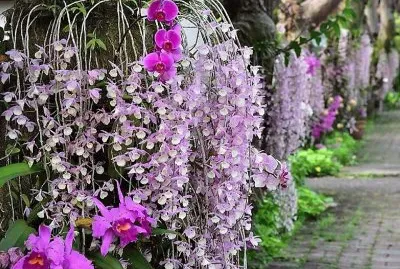 flores