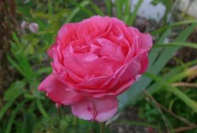 pivoine