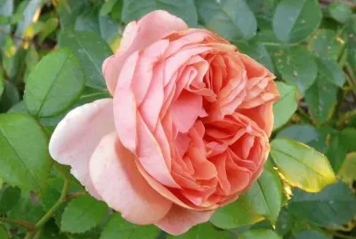 rose