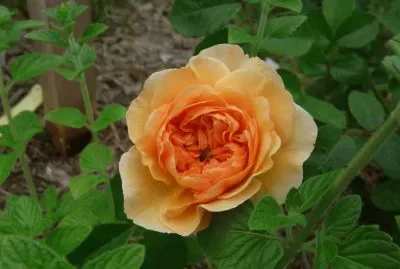 rose