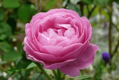 pivoine