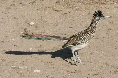 Corridore della strada