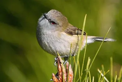 Gerigone grigia della nuova zelanda